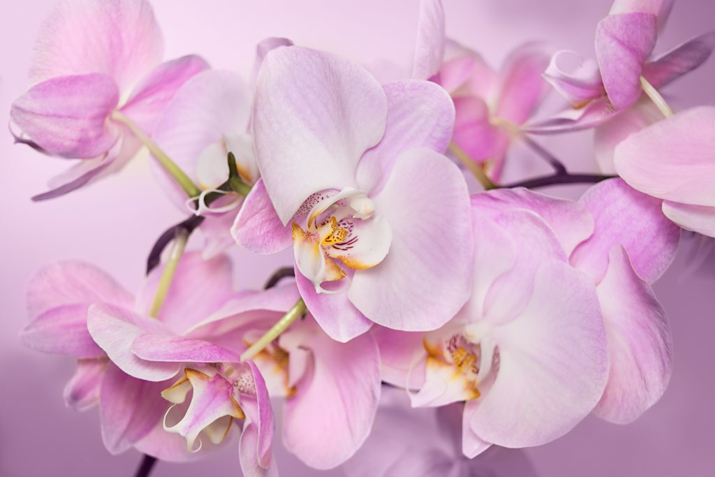 Купить Орхидею Легато В Интернет Магазине
