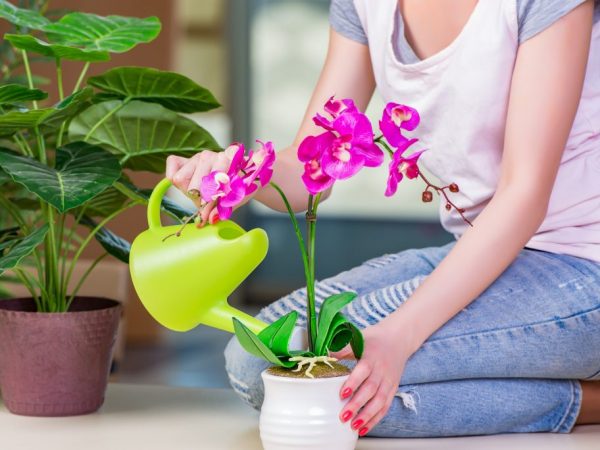 Орхидея нуждается в дополнительном питании