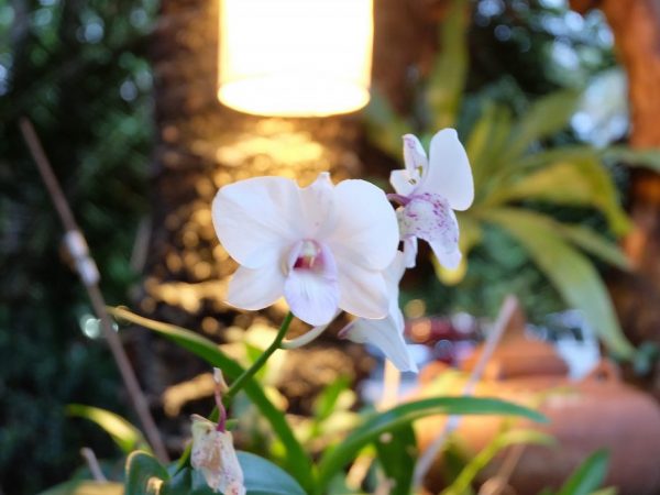 Лампы для орхидей обеспечивают оптимальные условия интенсивности излучения