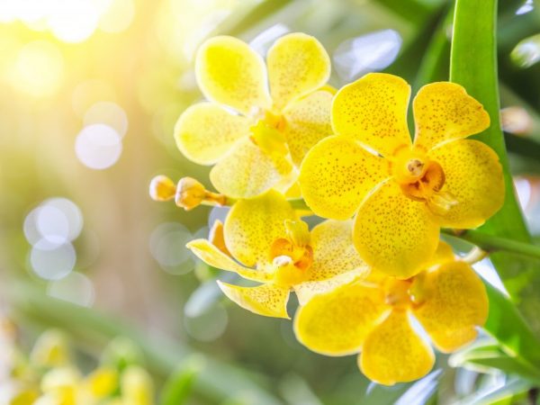 Как помочь орхидее с сухими корнями