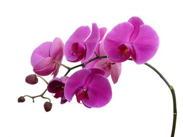 У орхидеи опадают цветы