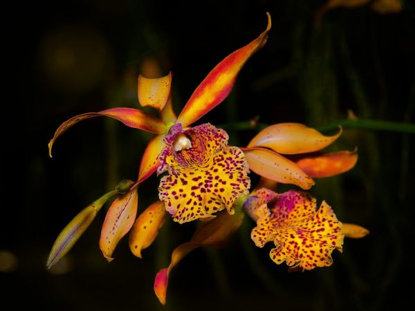 Желтеют листья у орхидеи фаленопсис