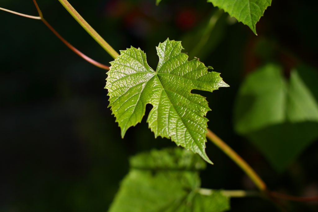 Чем весной подкармливать виноград под корень; подкормка минеральными удобрениями в мае