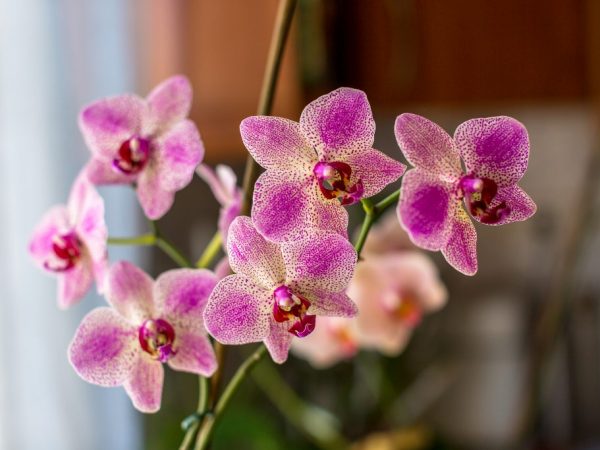 Уход за пятнистой орхидеей