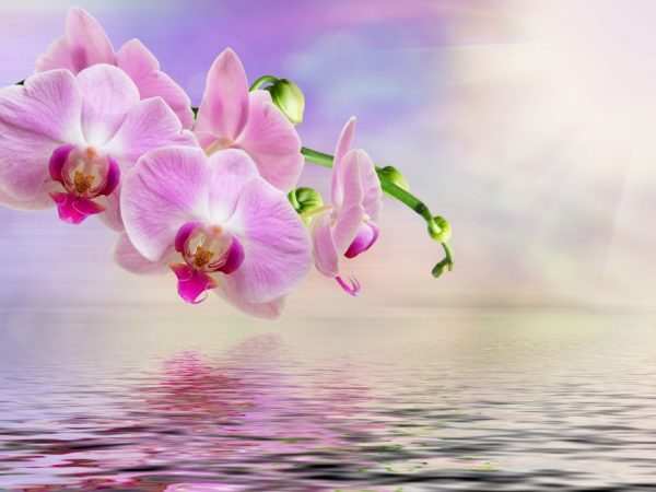 Правила размножения орхидеи черенками