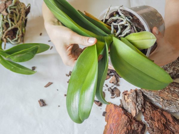 Преимущества размножения орхидеи черенками