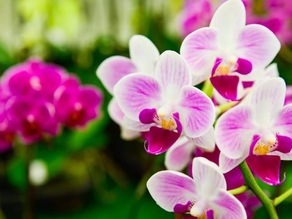 Родина орхидеи фаленопсис