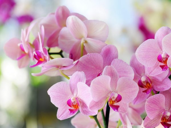 Описание розовой орхидеи