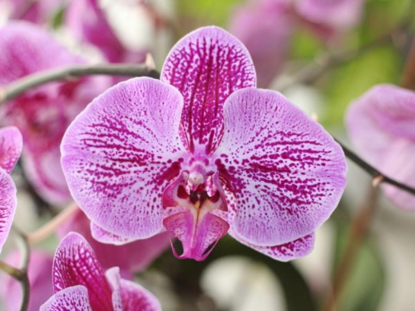 Орхидея Сого
