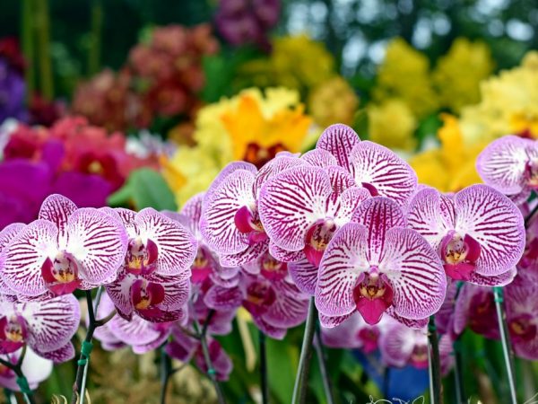 Выращивание орхидеи Сого