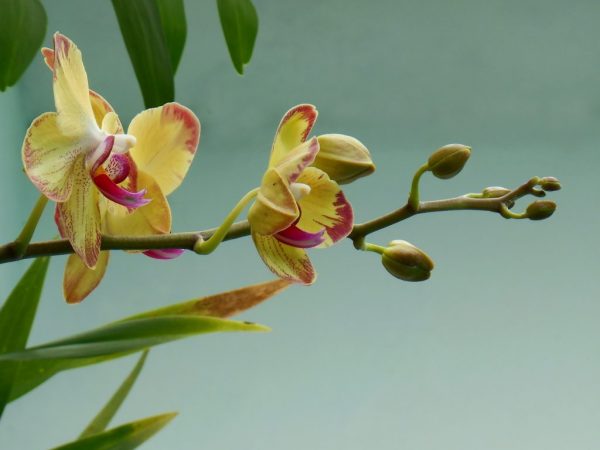 Орхидею обязательно удобряют