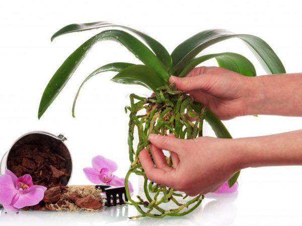 Субстрат для орхидей состоит из мелкой и средней коры и мха – сфагнума