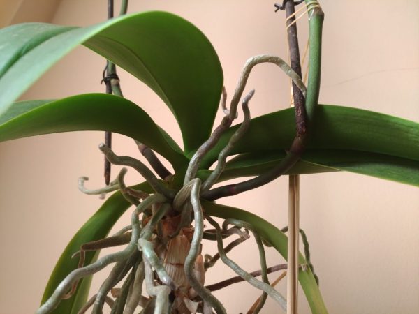 Воздушные корни орхидеи