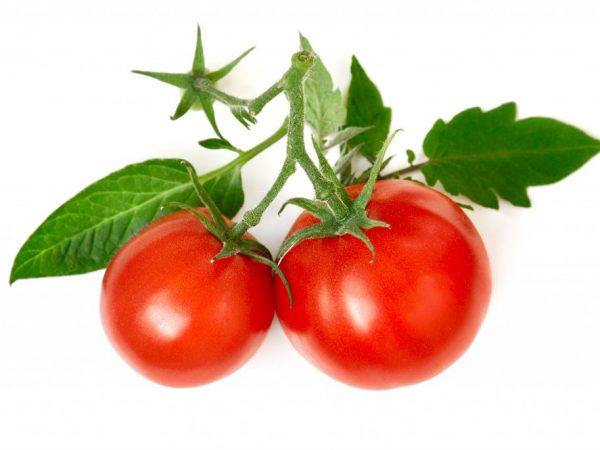 Выращивание помидоров по методу Галины Кизимы