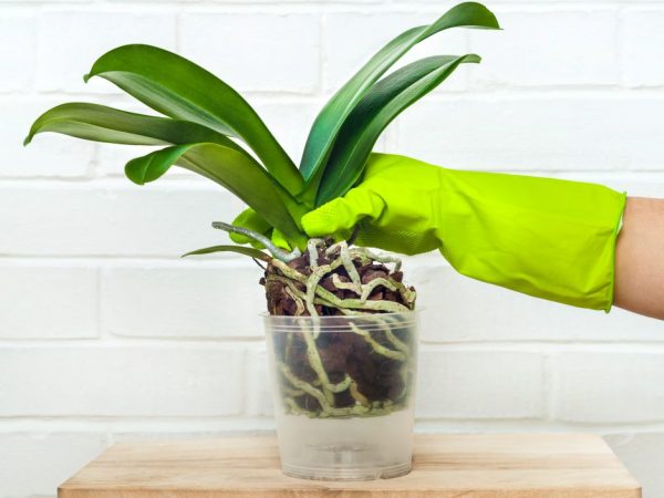 Янтарная кислота для орхидей: особенности, правила приготовления и использования