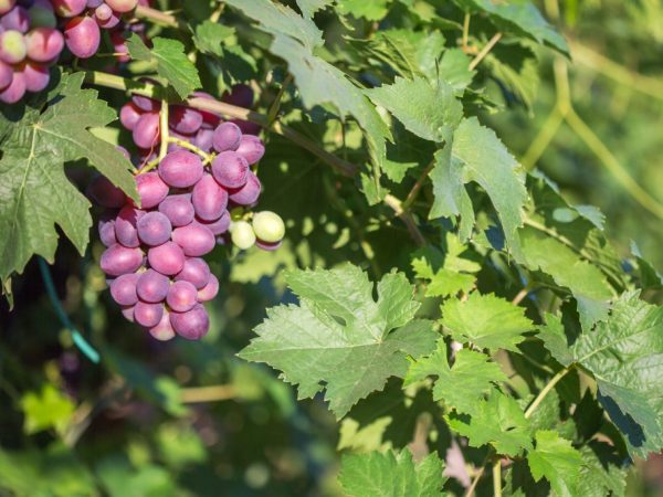 Выращивание винограда Амирхан