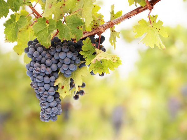 Особенности винограда Армани