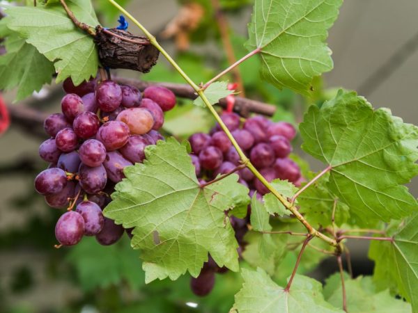 Описание винограда сорта Блестящий