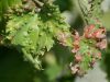 Лечение болезней листьев винограда