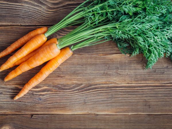 Польза и вред морковной ботвы