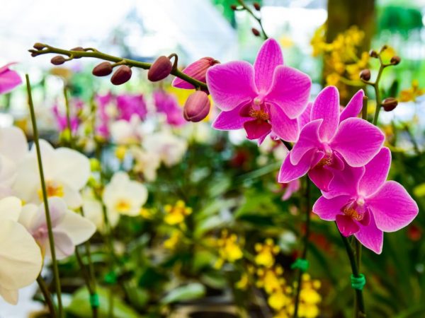 Особенности произрастания орхидеи