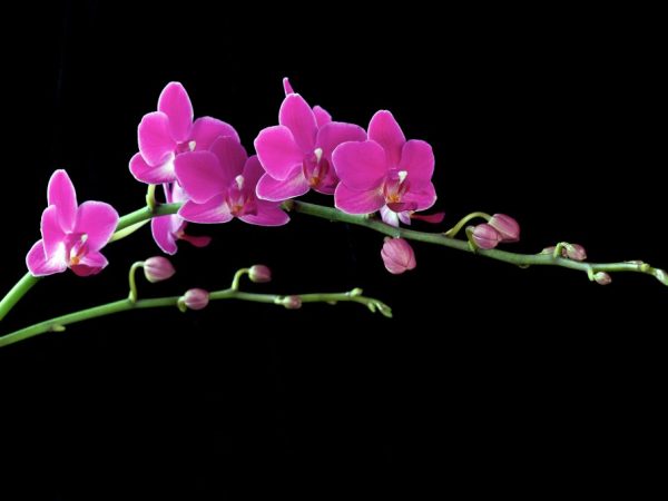 Цветонос орхидеи