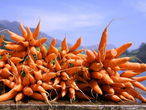 Морковь используется в народной медицине