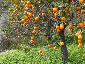 Выращивание Горького апельсина