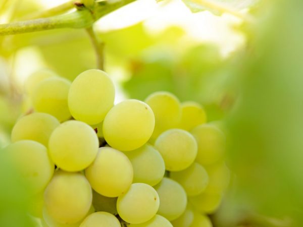 Выращивание сорта винограда Илья