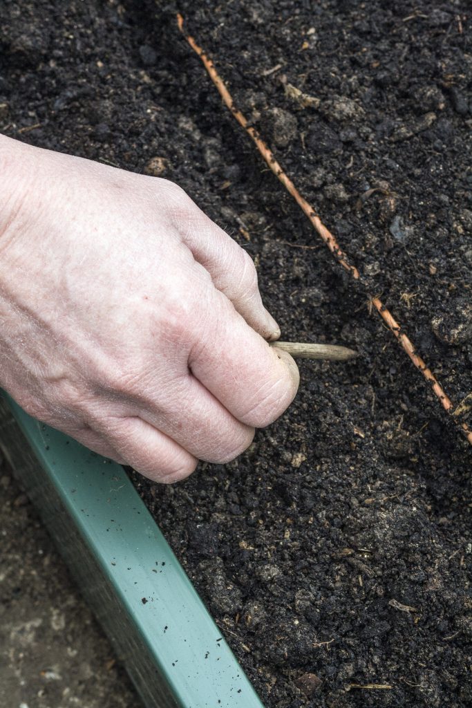 Какую почву любит морковь: какая земля нужна для посадки, как правильно сделать грядки, а также как осуществить полную подготовку грунта