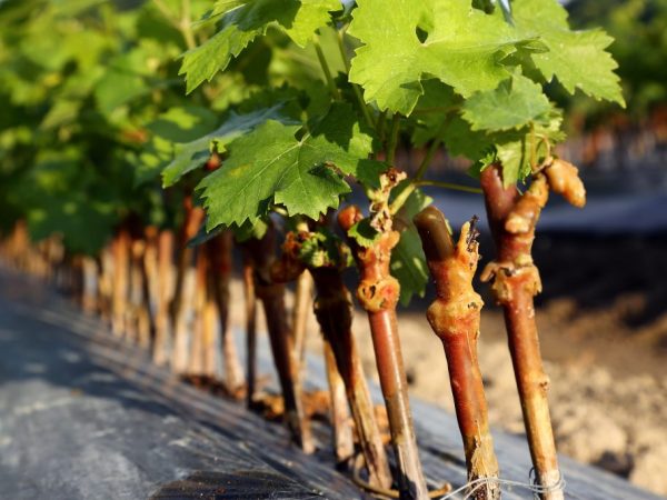 Правила посадки винограда черенками осенью
