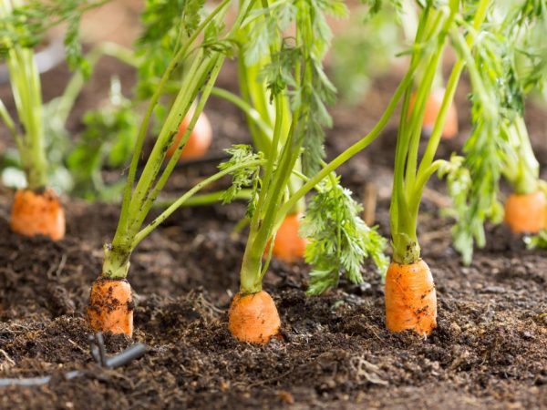 Прореженная морковь вырастает более ровной и крупной