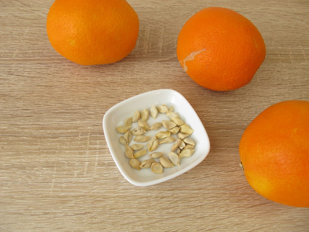Выращиваем апельсины дома и в открытом грунте