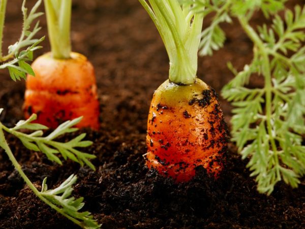 За морковью следить очень просто