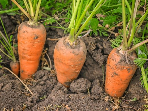 Морковь сажают семенами