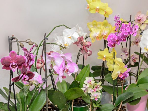 Виды Орхидеи Фото С Названиями Комнатные