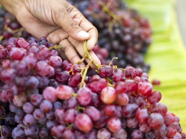 Описание винограда кишмиш Аксайский