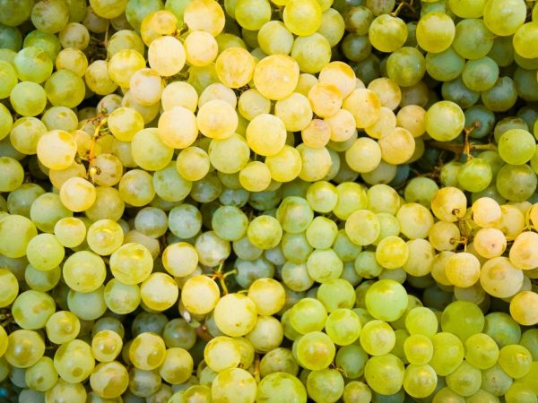 Основные свойства винограда Белый кишмиш