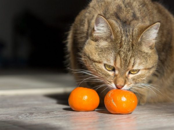 Цитрусовые могут вызвать у кошки аллергию
