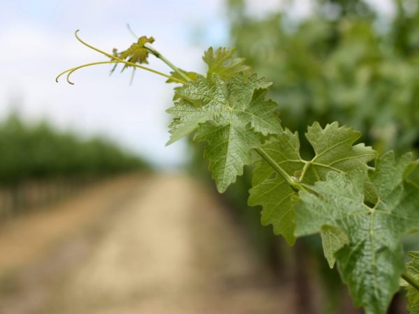 Секреты ухода за виноградом летом