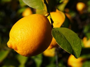 Описание лимона сорта Лисбон
