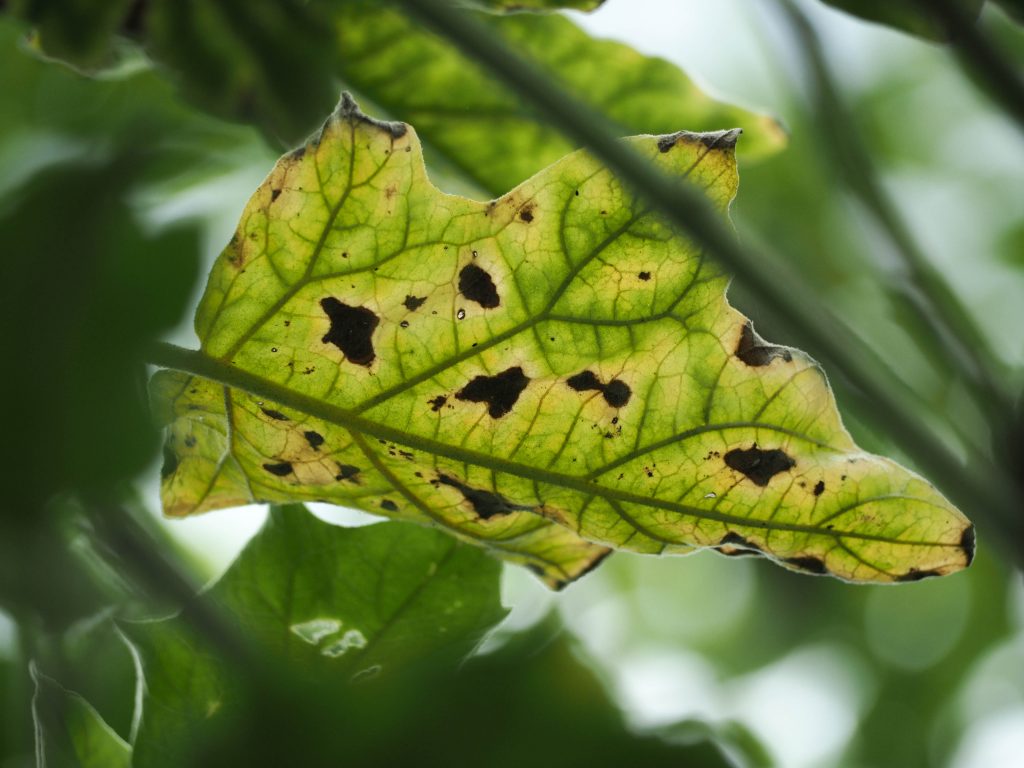 Почему у баклажан листья скручиваются возможные причины