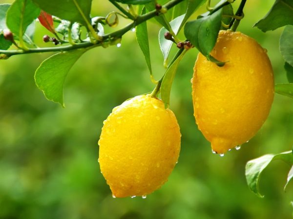 Выращивание лимона Лунарио