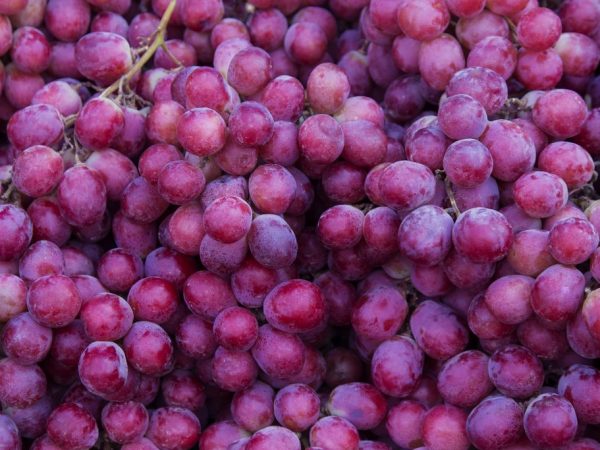 Описание Московского безукрывного винограда