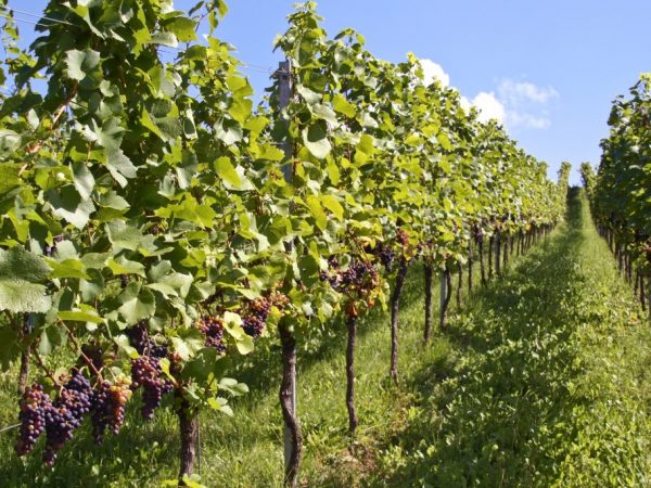 Расстояние между кустами винограда