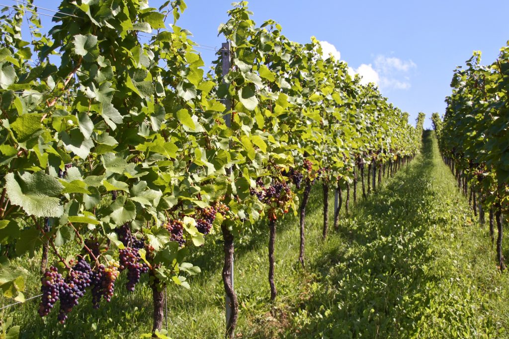Как правильно формировать кусты винограда: схема, формы