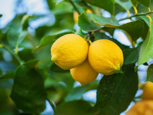 Характеристика Новогрузинского лимона