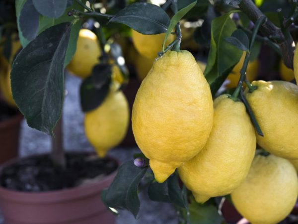 Лимон новозеландский в домашних условиях описание фото
