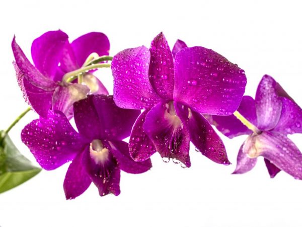 Правила выращивания орхидеи Дендробиум