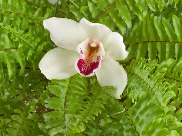 Особенности орхидеи и папоротника